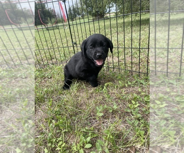 Medium Photo #1 Labrador Retriever Puppy For Sale in DIMOCK, SD, USA