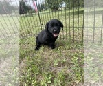 Small Labrador Retriever