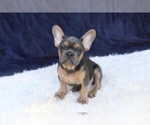 French Bulldog Puppy for sale in RIVERSIDE, CT, USA