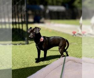 Cookie Clover - Female Dachshund Dog for Adoption - Photo #2