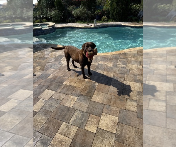 Medium Photo #1 Labrador Retriever Puppy For Sale in SEFFNER, FL, USA