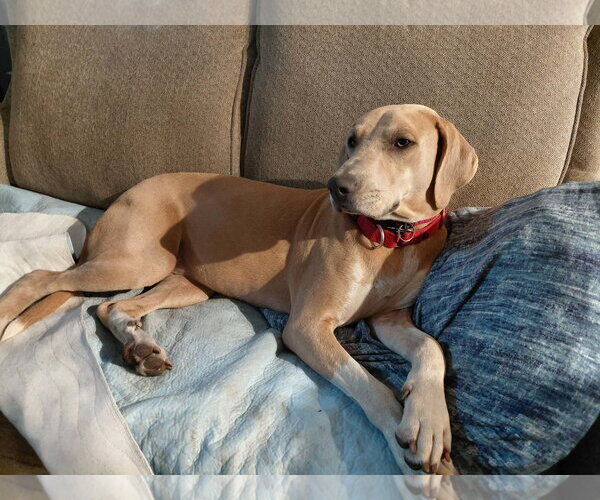 Medium Photo #17 Mutt Puppy For Sale in Crystal, MN, USA