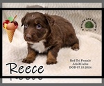 Puppy Reece Australian Shepherd