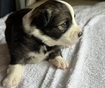 Small #2 Australian Shepherd-Miniature Australian Shepherd Mix