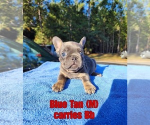 French Bulldog Puppy for sale in VIDALIA, GA, USA