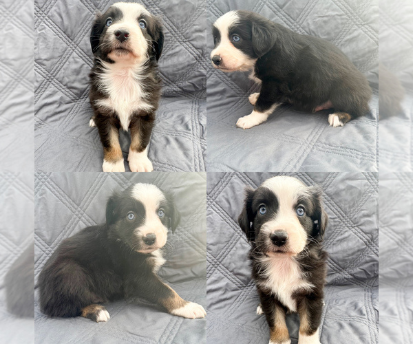 Medium Photo #1 Miniature Australian Shepherd Puppy For Sale in BROOKER, FL, USA
