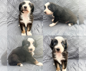 Miniature Australian Shepherd Puppy for sale in BROOKER, FL, USA