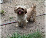 Small #1 Shih Tzu