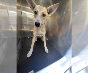 Labrador Retriever-Unknown Mix Dogs for adoption in San Antonio, TX, USA