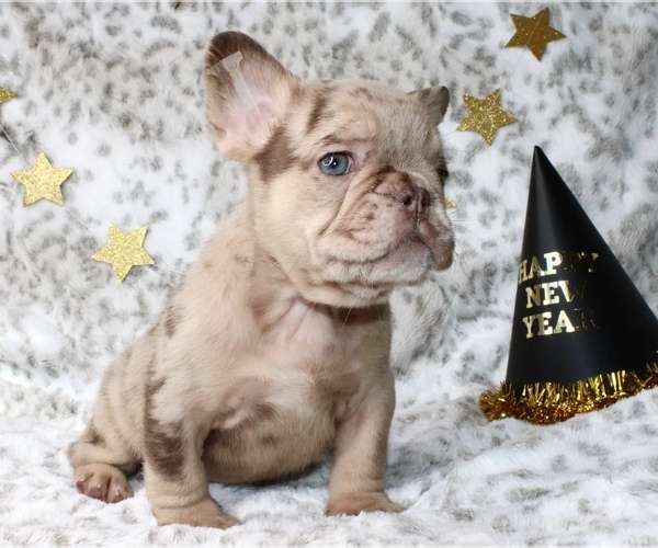 Medium Photo #11 French Bulldog Puppy For Sale in LITITZ, PA, USA