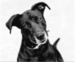 Small #2 Mutt