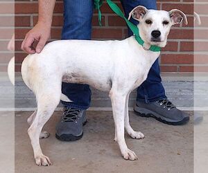 Musica - Female Labrador Retriever-Unknown Mix Dog for Adoption - Photo #3