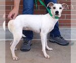 Small #2 Labrador Retriever Mix