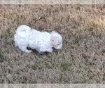 Small Photo #26 Maltese Puppy For Sale in ROSWELL, GA, USA