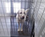 Small Photo #3 Great Pyrenees Puppy For Sale in PEYTON, CO, USA