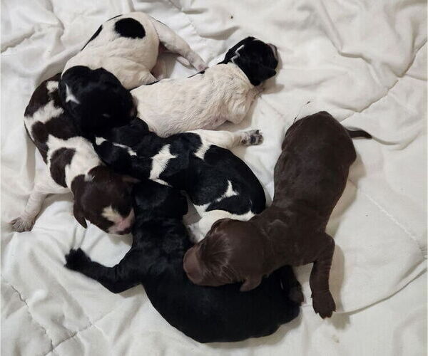 Medium Photo #9 German Shorthaired Pointer-Goldendoodle Mix Puppy For Sale in WILLACOOCHEE, GA, USA