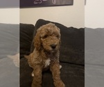 Small #2 Goldendoodle