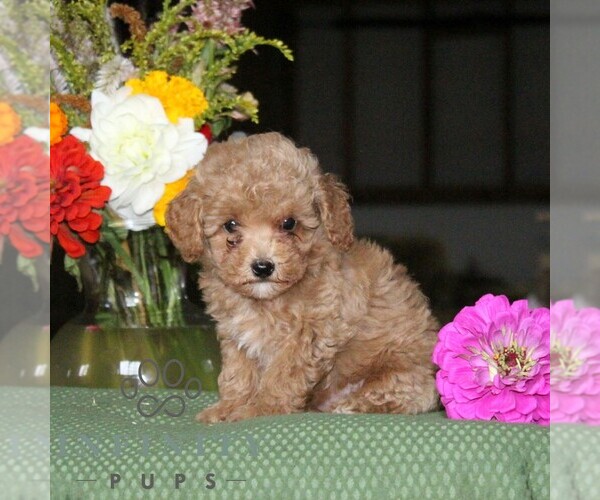 Medium Photo #5 Poodle (Toy) Puppy For Sale in NORTH EAST, MD, USA
