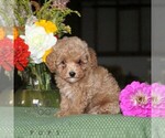 Floyd - Male Poodle (Toy) Puppy for Sale - Photo #5