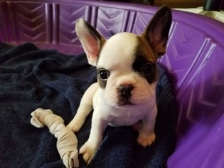French Bulldog Dogs for adoption in LEAGUE CITY, TX, USA