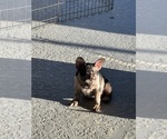 Small #12 French Bulldog