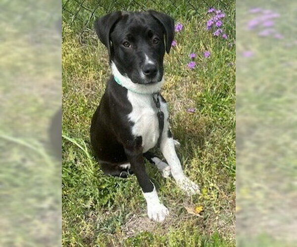 Medium Photo #3 Labrador Retriever-Unknown Mix Puppy For Sale in Tarrytown, GA, USA