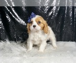 Small #5 Cavalier King Charles Spaniel