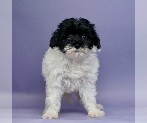Medium Photo #1 Shih Tzu-YorkiePoo Mix Puppy For Sale in WARSAW, IN, USA