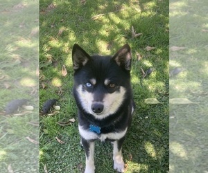 Father of the Alaskan Klee Kai puppies born on 03/11/2025