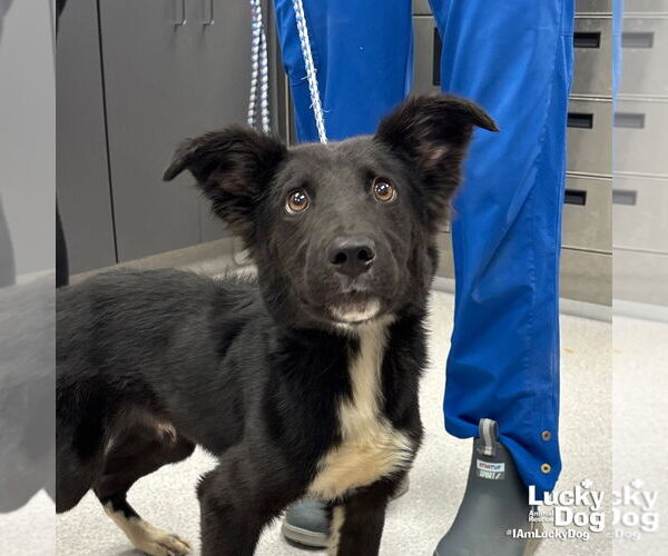 Medium Photo #3 Border Collie-Unknown Mix Puppy For Sale in Washington, DC, USA