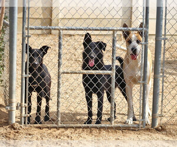 Medium Photo #2 Border Collie-Unknown Mix Puppy For Sale in Lake Forest, CA, USA