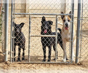 Amy March (Courtesy Post) - Foster or Adopt Me! - Female Border Collie-Unknown Mix Dog for Adoption - Photo #2