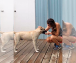 Small #6 Siberian Husky Mix