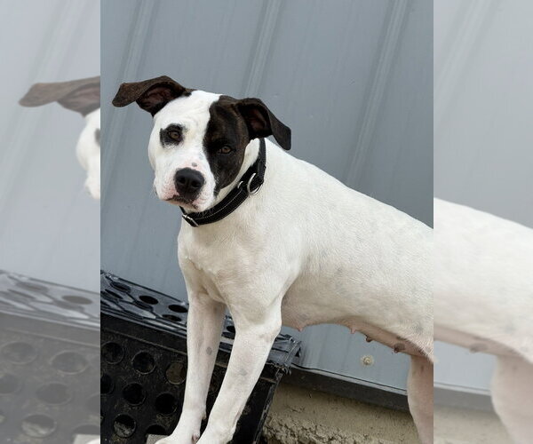 Medium Photo #2 Mutt Puppy For Sale in Evansville, IN, USA
