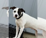 Small #1 Mutt