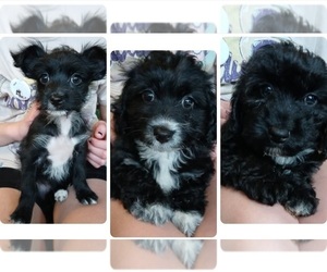 YorkiePoo Puppy for Sale in BURLINGTON, Massachusetts USA