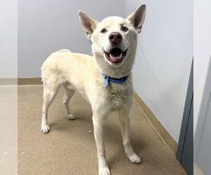 Siberian Husky-Unknown Mix Dogs for adoption in Aurora, CO, USA