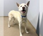 Small Siberian Husky Mix