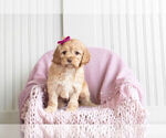 Small #2 Cockapoo