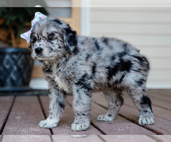 Medium Photo #5 Australian Retriever Puppy For Sale in LIBERTY, KY, USA