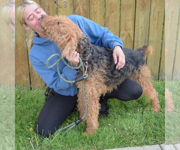 Medium Photo #6 Airedale Terrier Puppy For Sale in Huntley, IL, USA