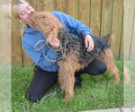 Small #5 Airedale Terrier