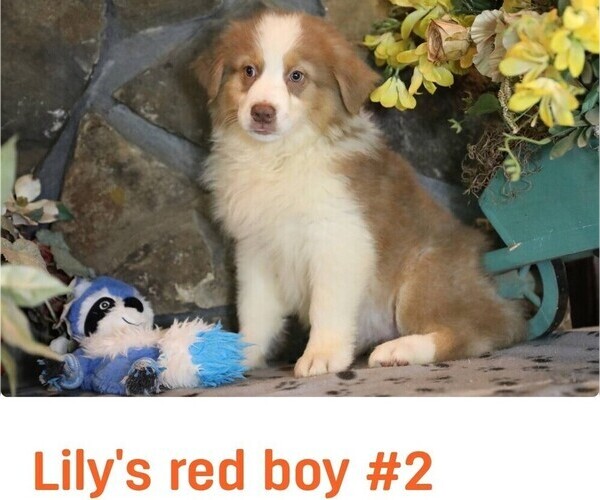 Medium Photo #12 Australian Shepherd Puppy For Sale in WESTFIELD, MA, USA