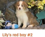 Small #11 Australian Shepherd