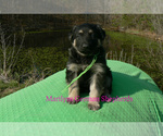 Small Photo #2 German Shepherd Dog Puppy For Sale in PIEDMONT, MO, USA
