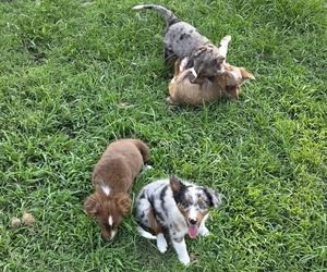 Miniature Australian Shepherd Litter for sale in EVERTON, MO, USA