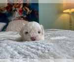 Small Photo #3 ShihPoo-Zuchon Mix Puppy For Sale in GALENA, NV, USA