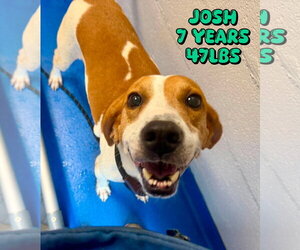Mutt Dogs for adoption in Woodbury, NY, USA
