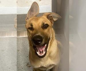 German Shepherd Dog-Unknown Mix Dogs for adoption in Orange, CA, USA