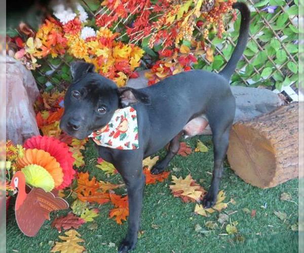 Medium Photo #2 American Pit Bull Terrier-Unknown Mix Puppy For Sale in Oklahoma City, OK, USA